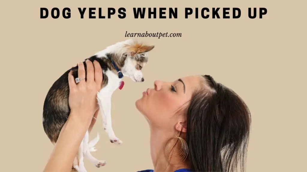 Dog Yelps When Picked Up : 9 Menacing Symptoms - 2023