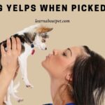 Dog Yelps When Picked Up : 9 Menacing Symptoms