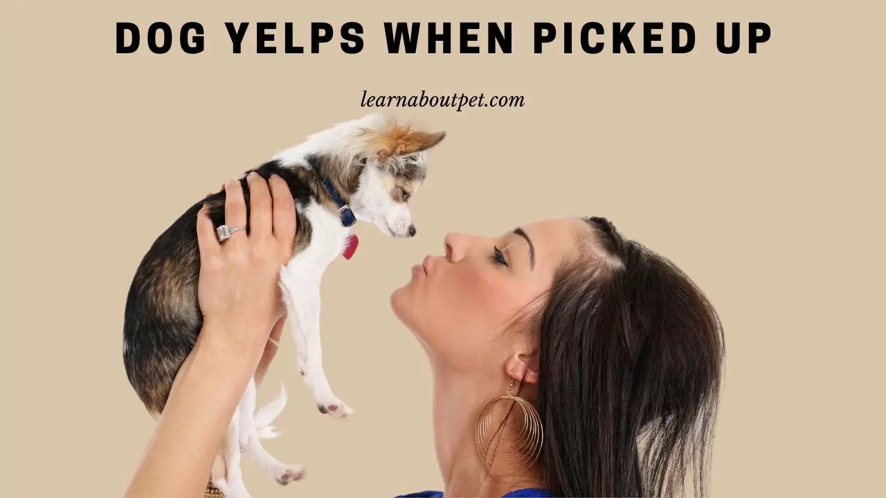 Dog yelps when picked up