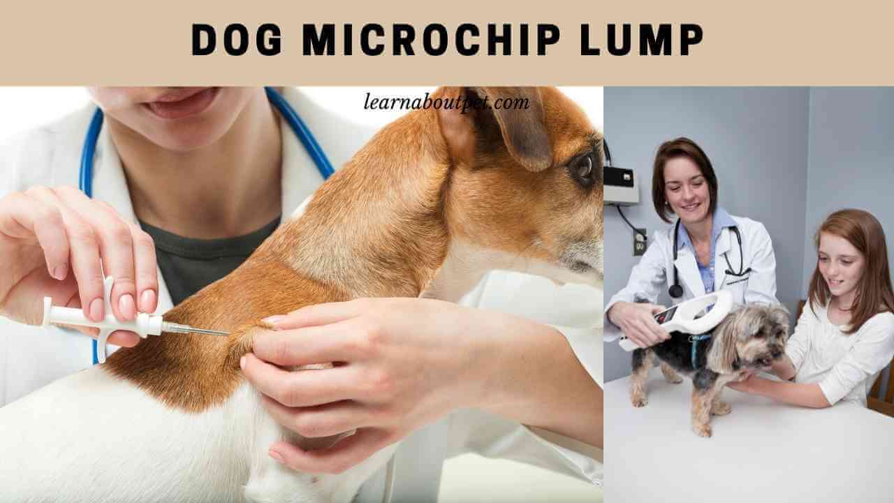 Dog Microchip Lump (4 Interesting Ways To Detect) 2023