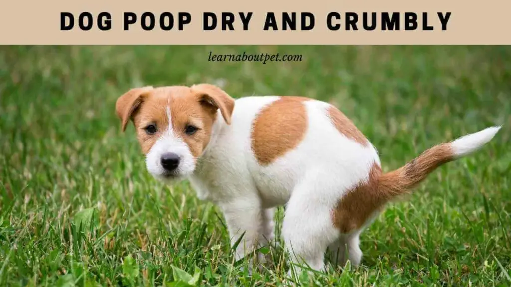 Dog poop dry and crumbly