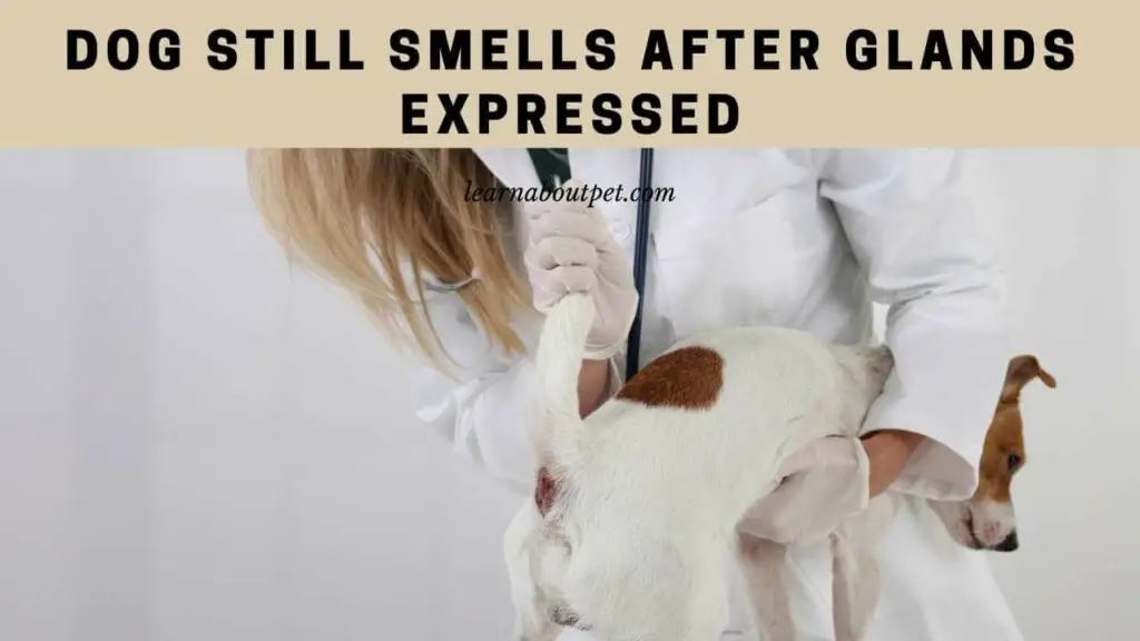 Dog Still Smells After Glands Expressed 7 Interesting Facts