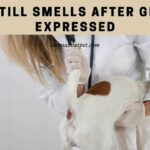 Dog Still Smells After Glands Expressed : 7 Interesting Facts