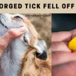 Engorged Tick Fell Off Dog : 9 Important Health Facts