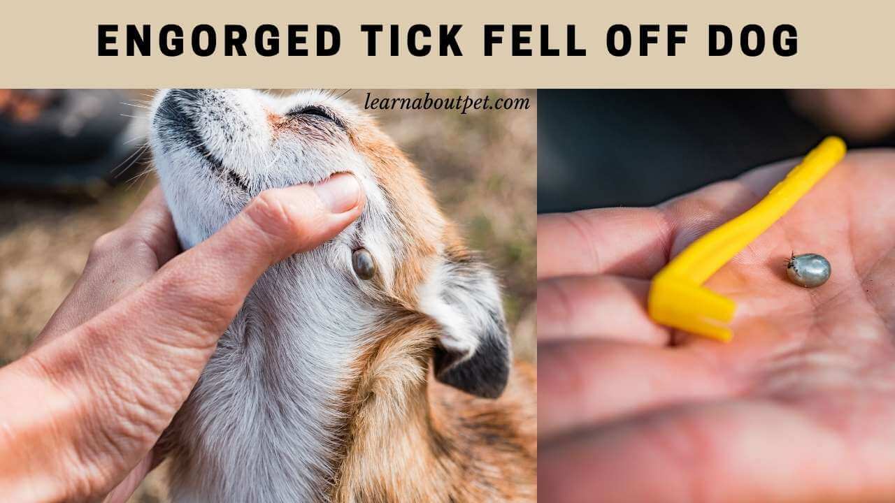 Engorged tick fell off dog