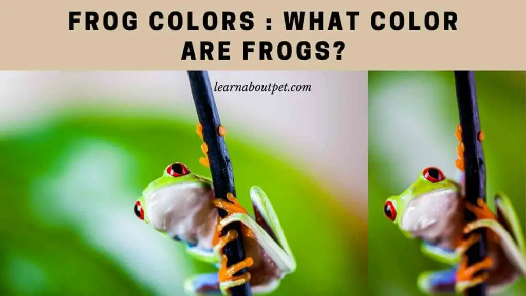 Frog colors - what color are frogs