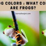 Frog Colors : What Color Are Frogs? 7 Cool Frog Colors