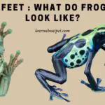 Frog Feet : What Do Frog Feet Look Like? 11 Interesting Facts