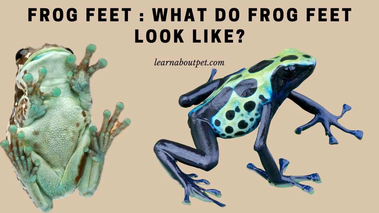 Frog feet