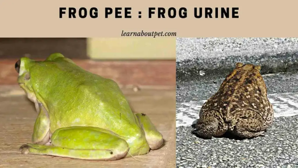 Frog pee