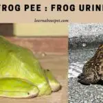 Frog Pee : Is Frog Urine Dangerous? 9 Interesting Facts