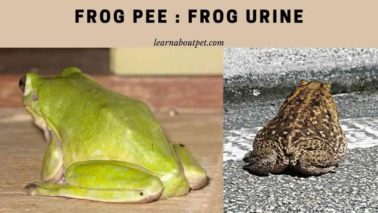 Frog Pee Is Frog Urine Dangerous? 9 Interesting Facts