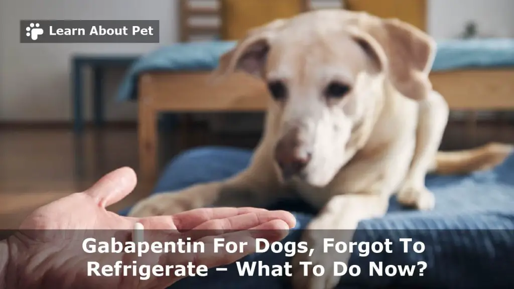 Gabapentin for dogs forgot to refrigerate