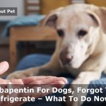 gabapentin for dogs forgot to refrigerate