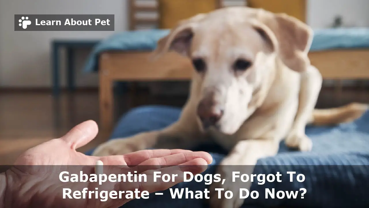 Gabapentin For Dogs To Refrigerate 9 Important Facts