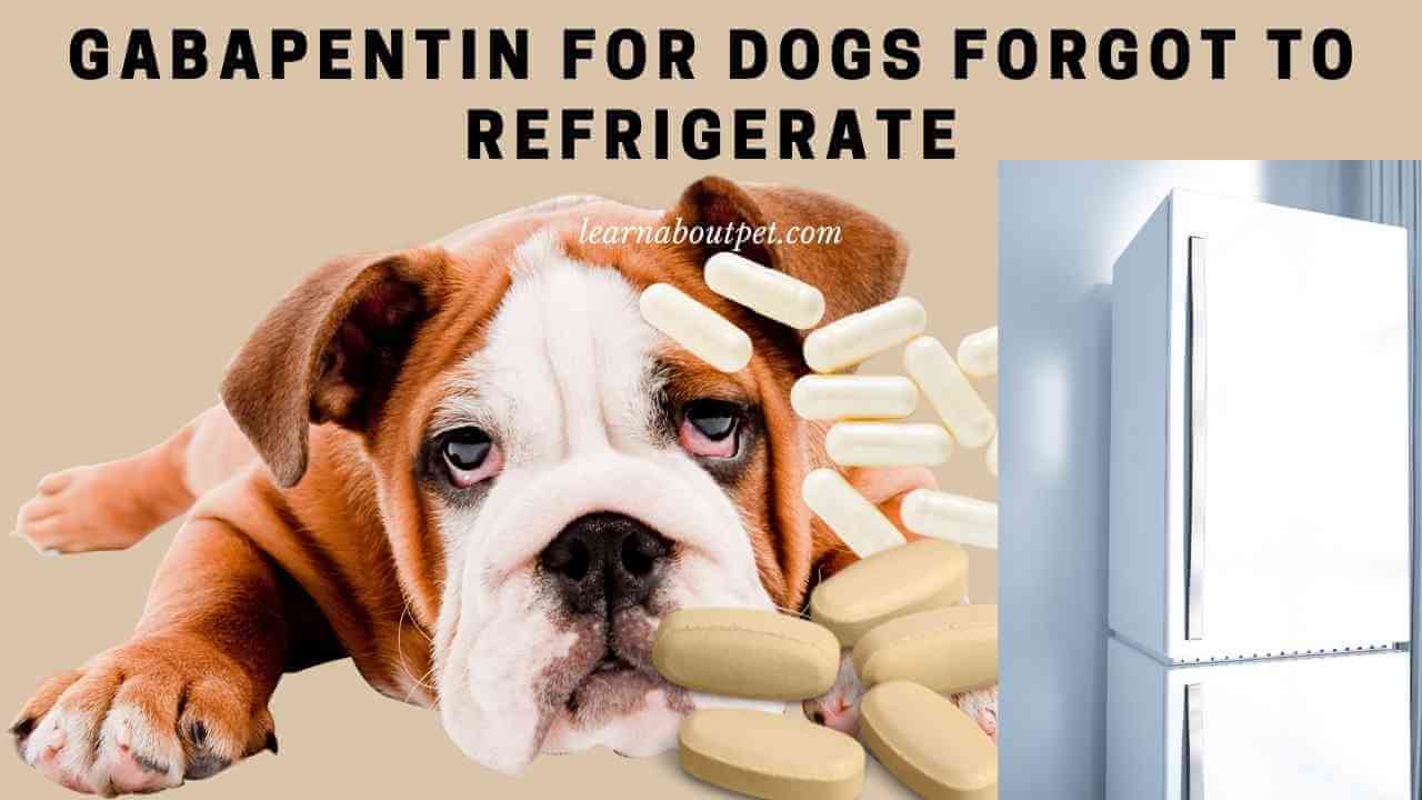 Gabapentin for dogs forgot to refrigerate