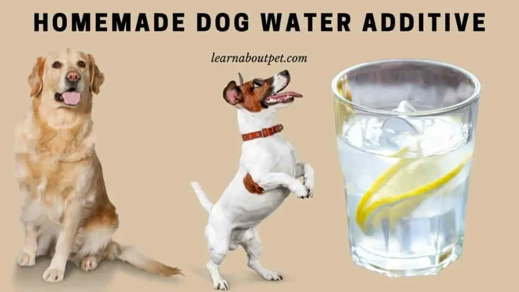 Homemade dog water additive