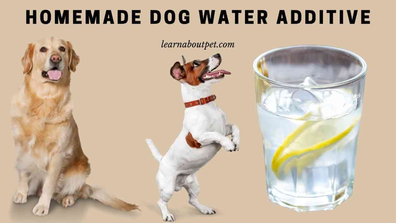 Homemade Dog Water Additive 10 Cool Ideas 2024