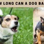 How Long Can A Dog Bark? 25 Interesting Dog Barking Facts