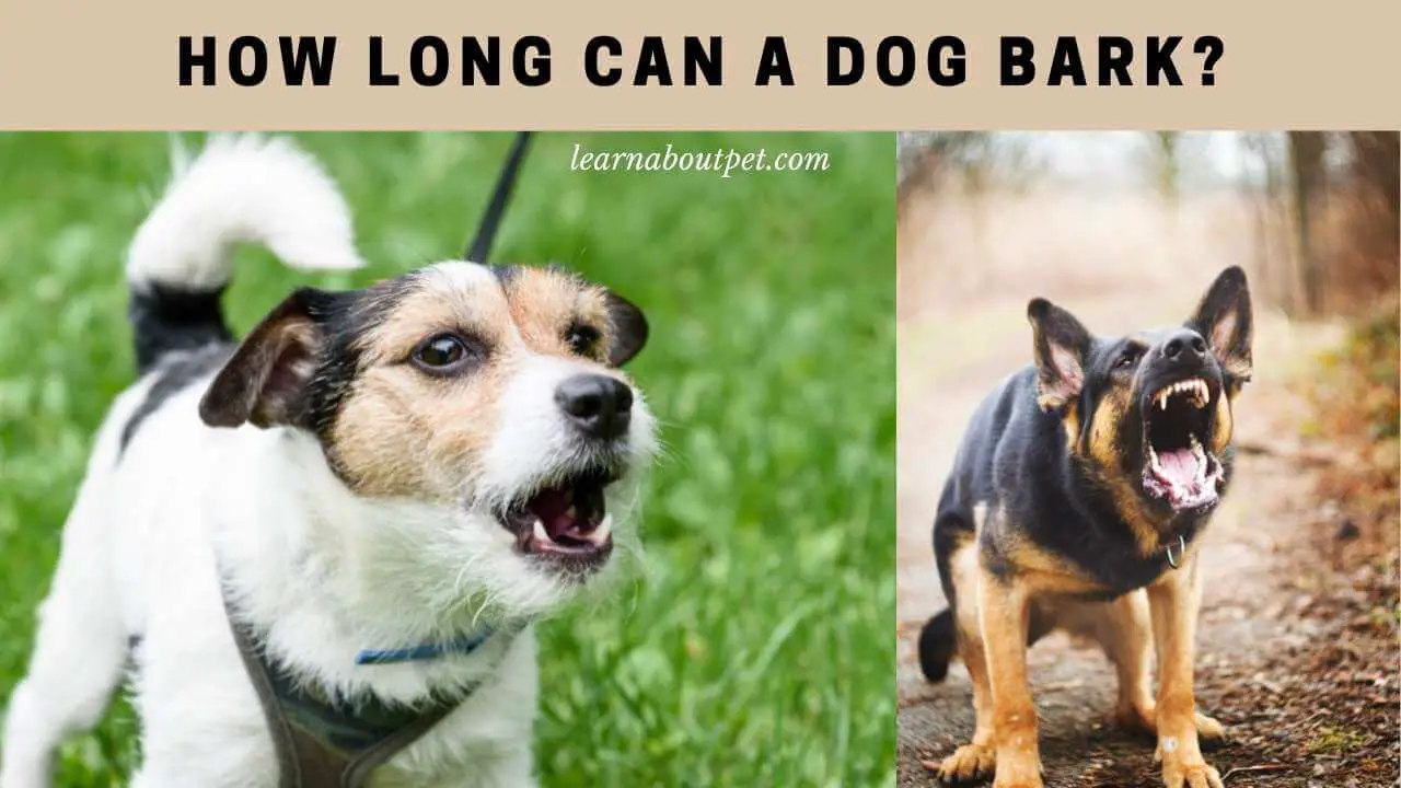 How Long Can A Dog Bark? 25 Interesting Dog Barking Facts