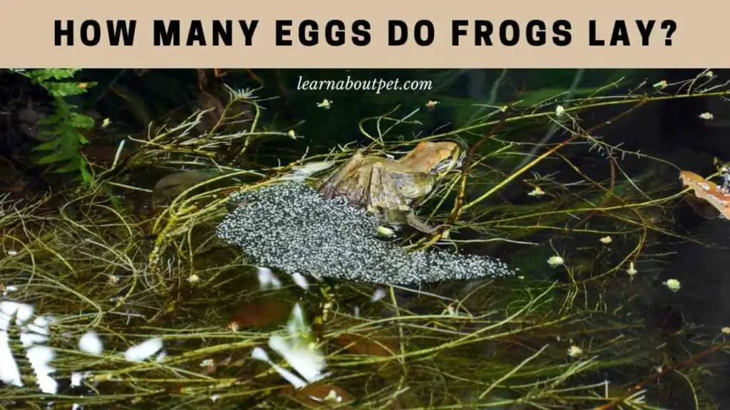 How many eggs do frogs lay