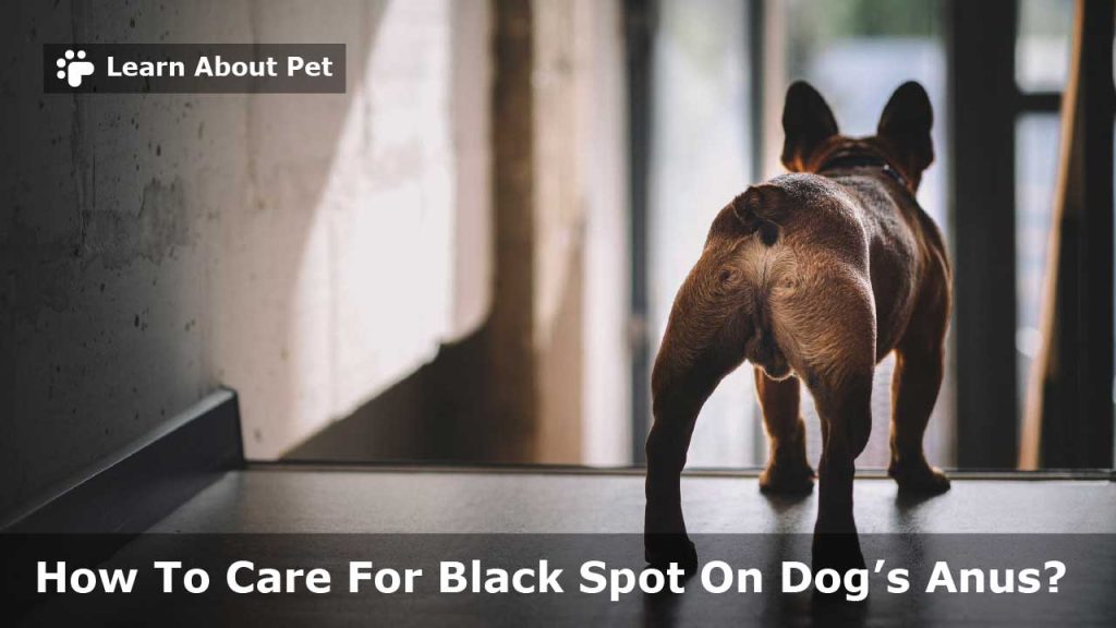 Black Spot On Dog&039s Anus : (11 Menacing Symptoms) - 2022