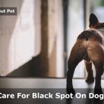 Black Spot On Dog’s Anus