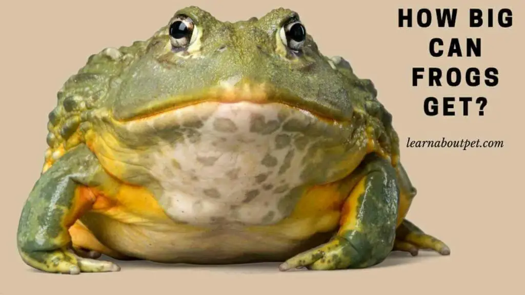 How Big Can Frogs Get? (5 Important Growth Factors) 2023