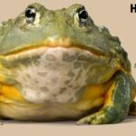 How Big Can Frogs Get? (5 Important Growth Factors)