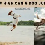 How high can a dog jump