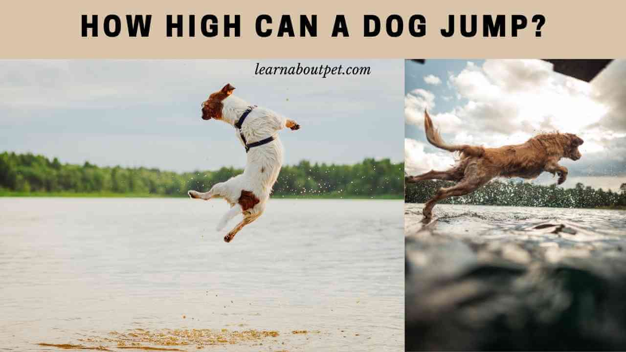 How High Can A Dog Jump? (11 Interesting Facts) - 2022