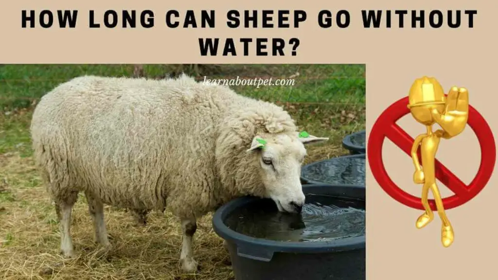 How Long Can Sheep Go Without Water? 4 Important Factors Learn About Pet