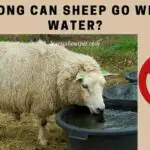 How Long Can Sheep Go Without Water? 4 Important Factors