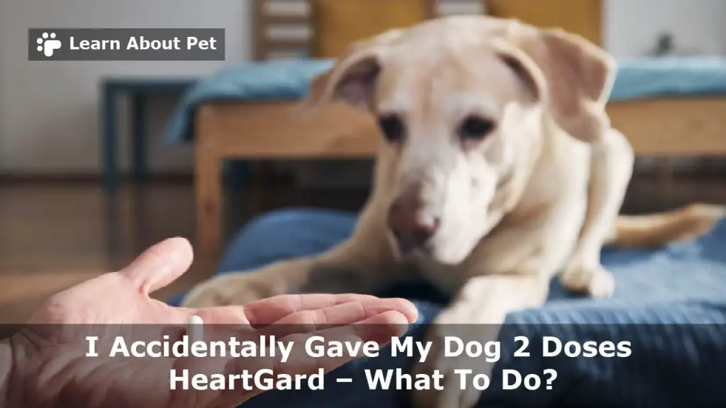 Accidentally gave my dog 2 doses heartgard