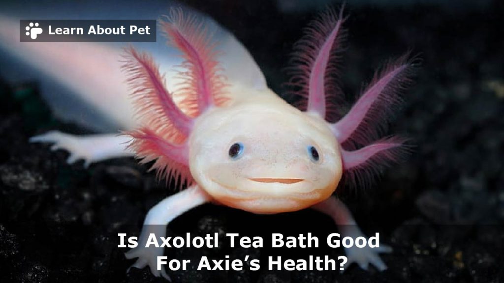 Axolotl tea bath