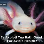 Axolotl Tea Bath : Is Tea Bath Safe For Axolotl? 7 Cool Facts