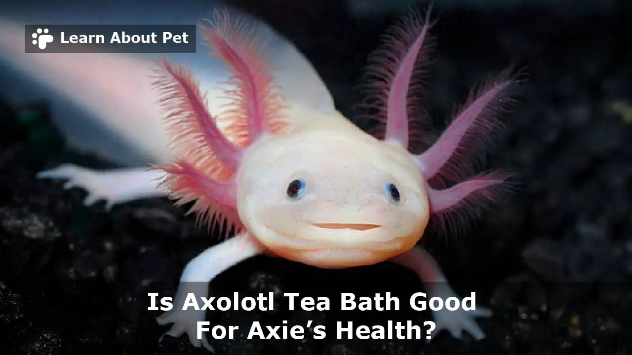 Axolotl Tea Bath Is Tea Bath Safe For Axolotl? 7 Cool Facts