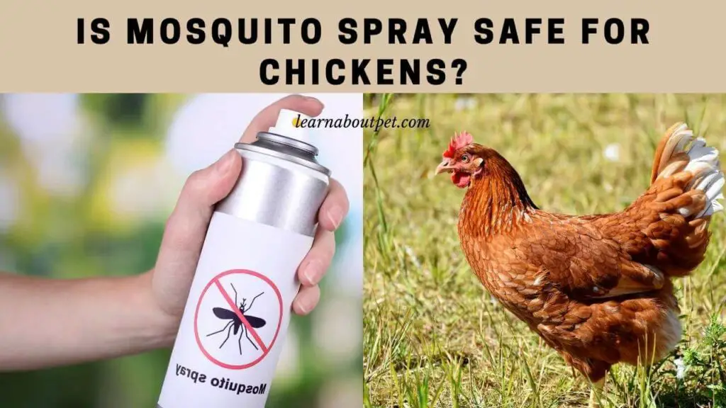 Is Mosquito Spray Safe For Chickens? 9 Clear Facts 2023