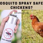 Is mosquito spray safe for chickens