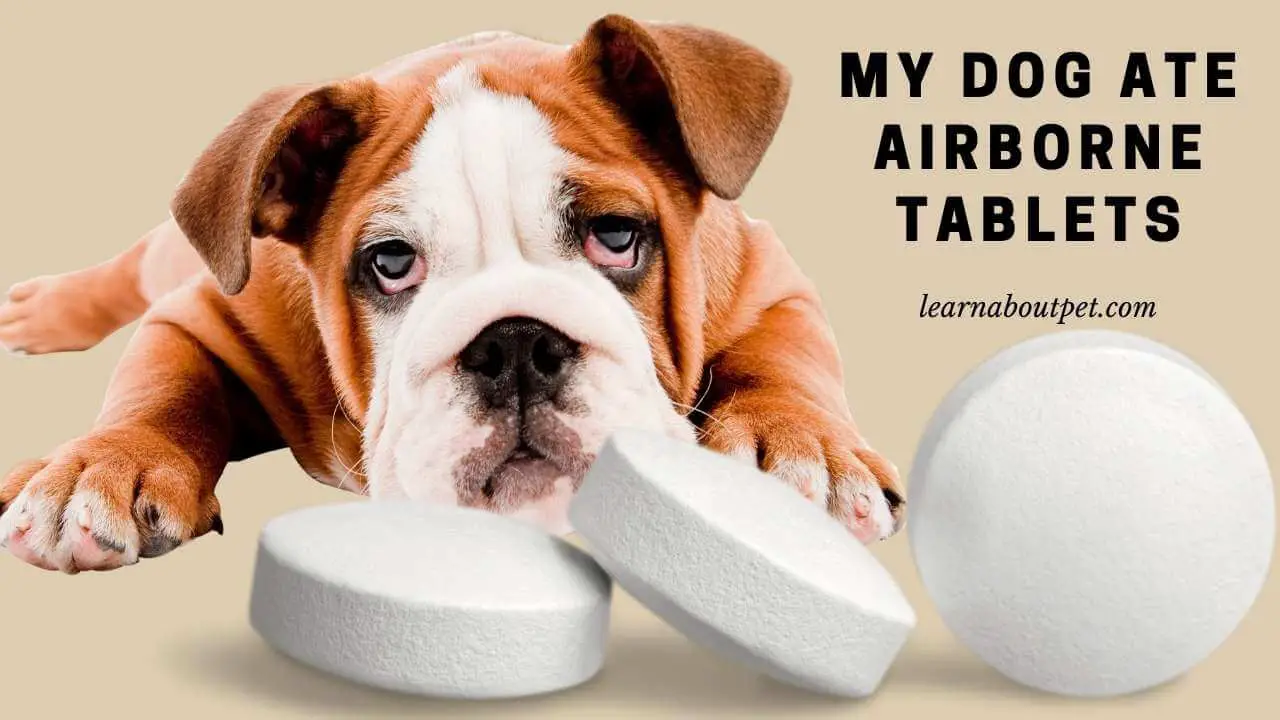 My dog ate airborne tablets