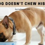 Dog Gorged On Dry Food 7 Menacing Aftermaths 2022