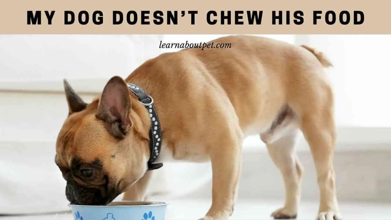 My Dog Doesn't Chew His Food : 7 Menacing Facts - 2022