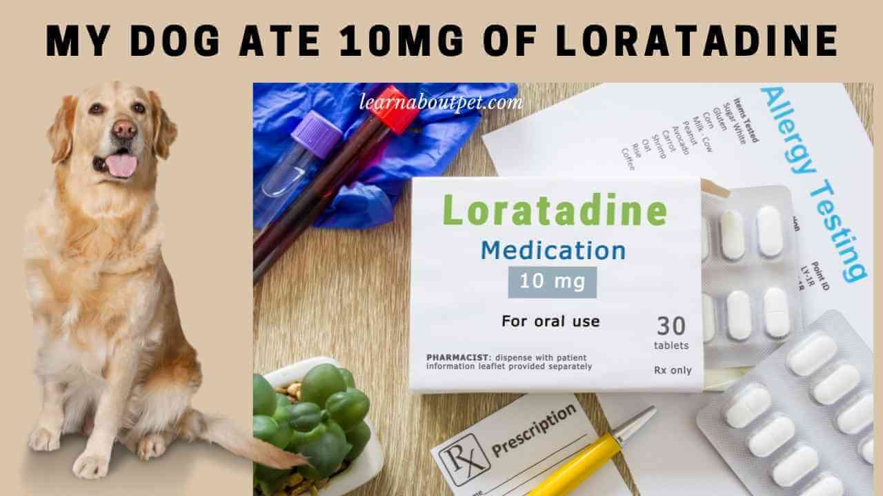 My dog ate 10mg of loratadine