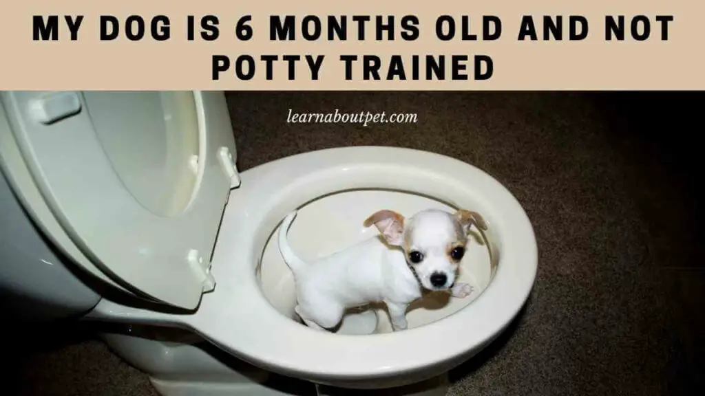 my-dog-is-6-months-old-and-not-potty-trained-clear-6-steps-training