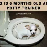 My Dog Is 6 Months Old And Not Potty Trained : Clear 6 Steps Training