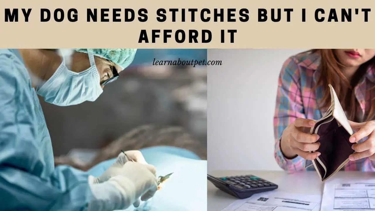 My dog needs stitches but i can't afford it