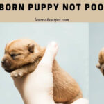 Newborn Puppy Not Pooping : 4 Clear Steps To Help Puppy Bowel Newborn Puppy Not Pooping