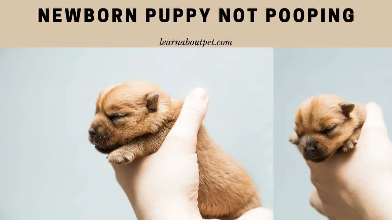 Newborn puppy not pooping