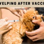 Puppy Yelping After Vaccination : 8 Menacing Symptoms