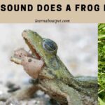 What Sound Does A Frog Make? 7 Interesting Sounds And Uses